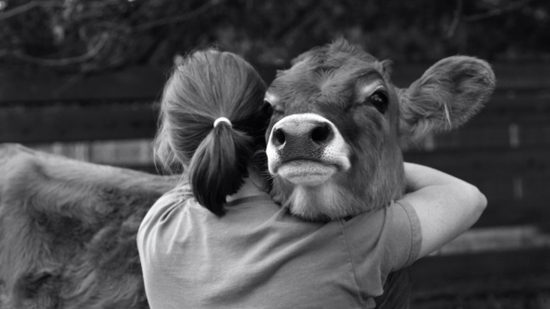 Hug vache